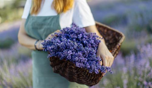 Phong thủy hoa oải hương: Không chỉ có hương thơm, hoa còn giúp bạn có cuộc sống hạnh phúc