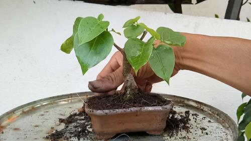 Cách trồng cây Bồ đề