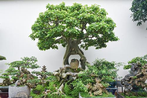 Cây Bồ đề bonsai