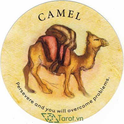 30. Camel - Tea Leaf Fortune Cards