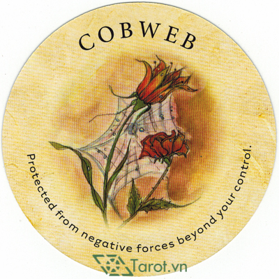 44. Cobweb - Tea Leaf Fortune Cards