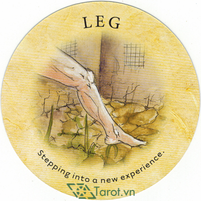 106. Leg - Tea Leaf Fortune Cards