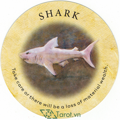 141. Shark - Tea Leaf Fortune Cards