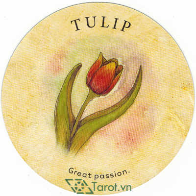 162. Tulip - Tea Leaf Fortune Cards