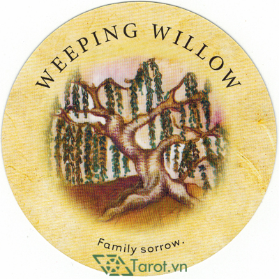 172. Weeping Willow - Tea Leaf Fortune Cards