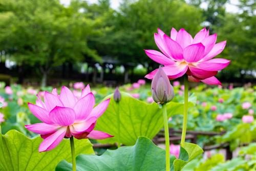 Tâm thái lành thiện - An lạc tự tại Tam thai lanh thien - An lac tu tai