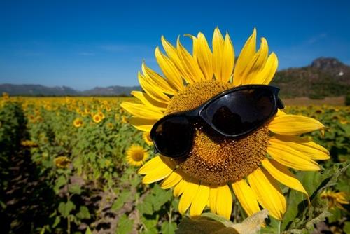 con giáp hạnh phúc nhất cuối tuần này con giap hanh phuc nhat cuoi tuan nay