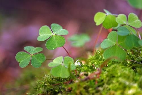 mùi hương đem lại may mắn cho con người mui huong dem lai may man cho con nguoi