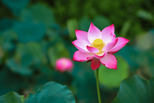 Cam len duoc thi bo xuong duoc