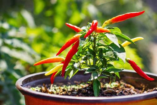 vị trí trồng ớt trong nhà thu hút tài lộc vi tri trong ot trong nha thu hut tai loc