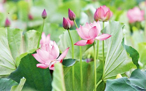 Đức Phật lý giải về luân hồi sinh tử Duc Phat ly giai ve luan hoi sinh tu