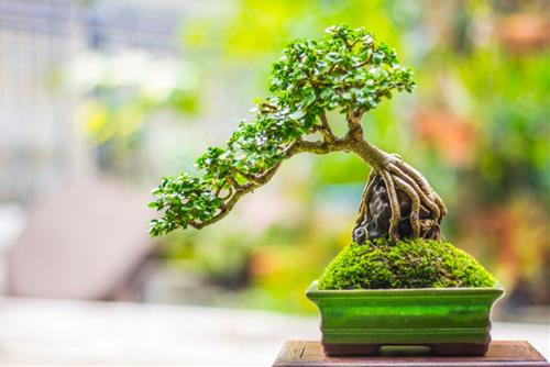 Cay canh bonsai