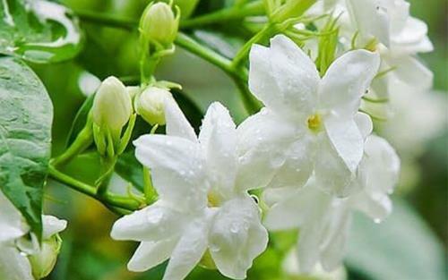 Cay hoa nhai