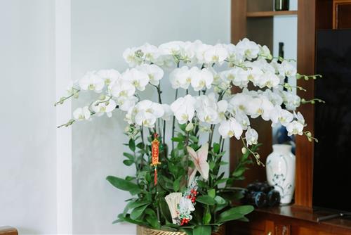 Cay xanh mang nang luong song