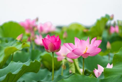 Phan phoi cua cai