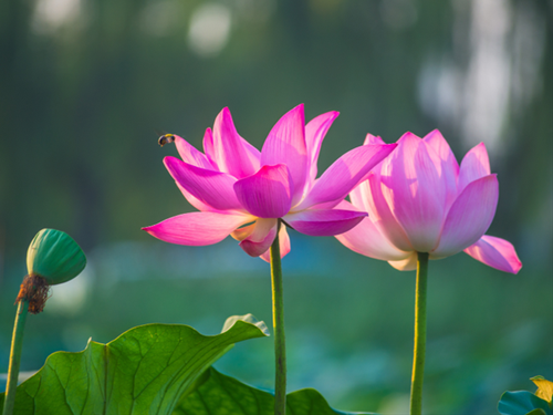 Gánh chịu và báo ứng Ganh chiu va bao ung
