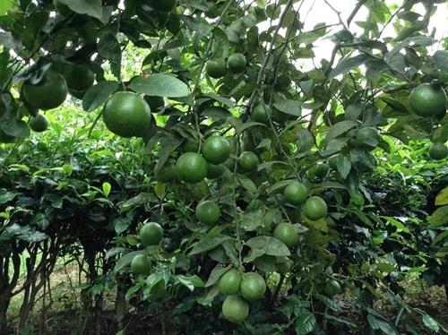 Trồng cây chanh Trong cay chanh