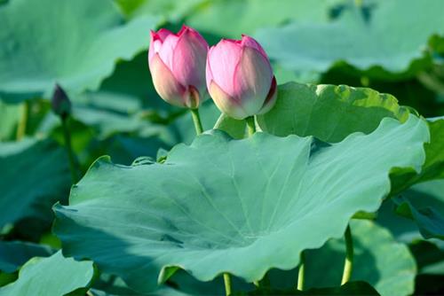 12 con giap nen lam gi trong ngay via Dia Tang Vuong Bo Tat