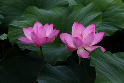 Biet du la vui, tam hon thanh than