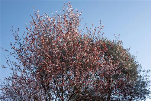 Tu vi tuan moi cua 12 cung hoang dao