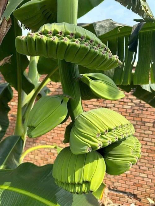 Buong chuoi ban tay Phat