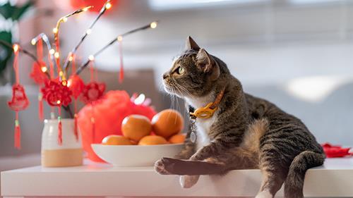 con giap but pha su nghiep giua tuan nay