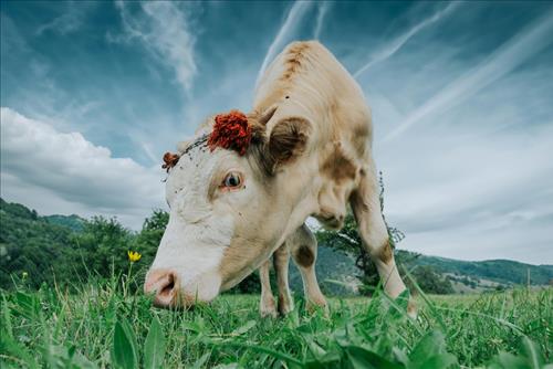 Tu vi tuan moi cua 12 cung hoang dao