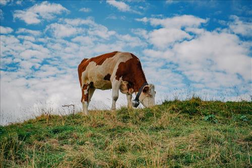 Tu vi tuan moi cua 12 cung hoang dao (23 – 29/3/2026)