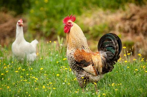 4 con giáp xui xẻo tuần này (23-29/3) 4 con giap xui xeo tuan nay (23-29/3)