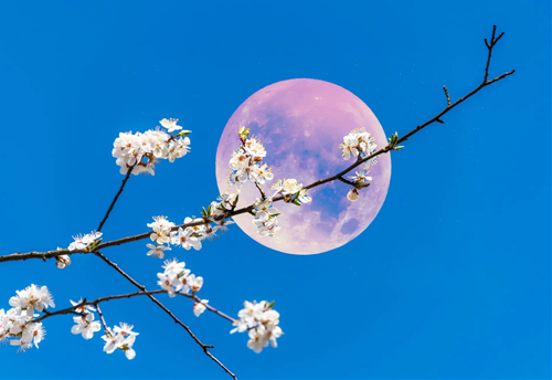 trang hong thang 4/2026