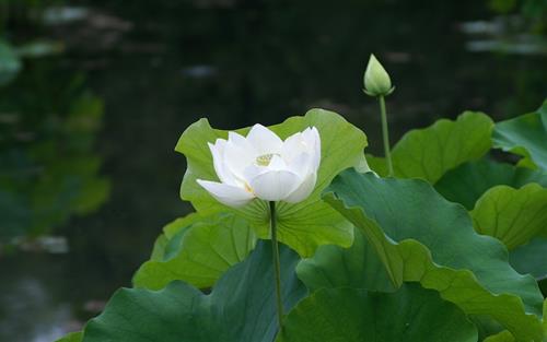 Khong phoi bay diem yeu cua nguoi, khong khoe khoang the manh ban than