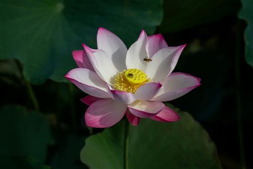 nhan qua xuat hien thi tren doi nay khong co ai la dang thuong