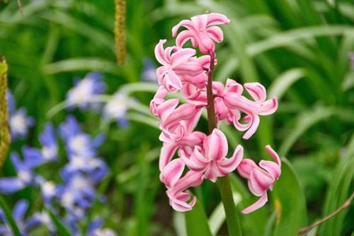 Hoa có mùi hương quá nồng Hoa co mui huong qua nong