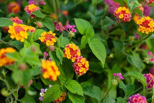 loại hoa khiến gia chủ hao tài loai hoa khien gia chu hao tai