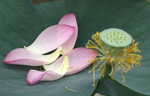 Những nguyên tắc để đời người bình an Nhung nguyen tac de doi nguoi binh an