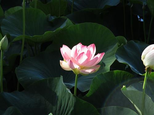 Gia tri dich thuc cua 6 nam kho hanh