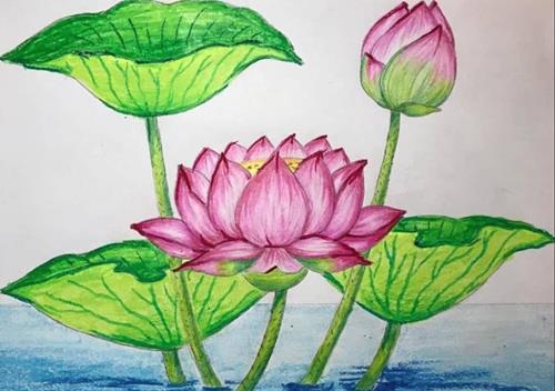 Hoa sen mang lại may mắn Hoa sen mang lai may man