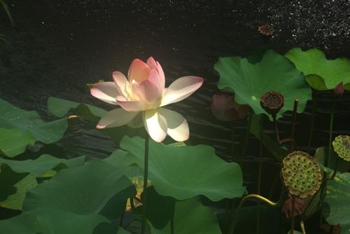 Cu tat tinh ngo tu vi cao tang