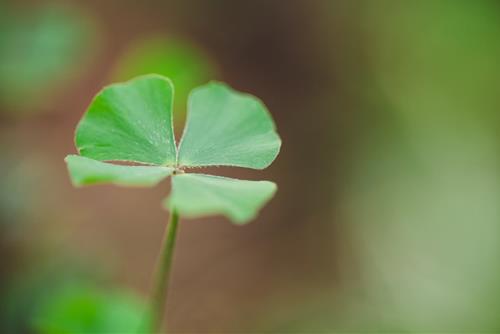 Cỏ bốn lá Co bon la
