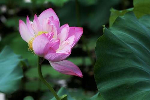 Tam tuy hy voi thanh cong cua nguoi khac