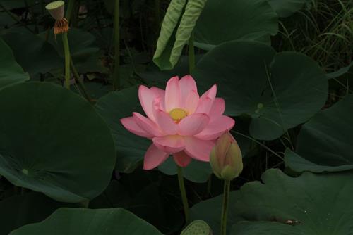 Vi hoc nhat ich, vi dao nhat ton. Ton chi huu ton, di chi u vo vi.