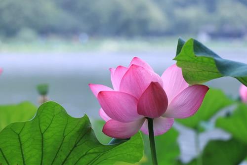 Xưng niệm hồng danh Xung niem hong danh