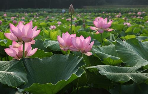 Tai sao chu Hieu la bi mat bi bo quen trong Phat giao