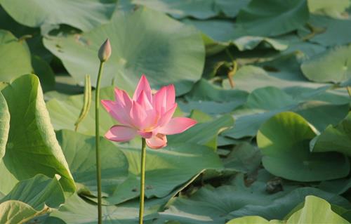 Duong tat thu ba: An chay