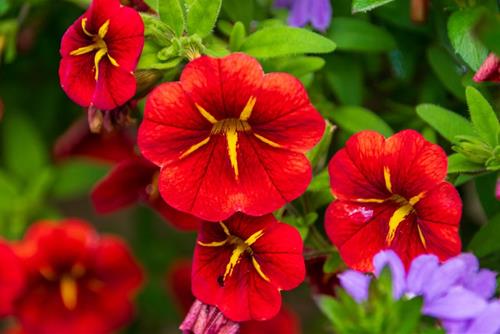 tuan moi nhan ma